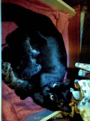 Кто там любит кошек? - Imagen003.jpg