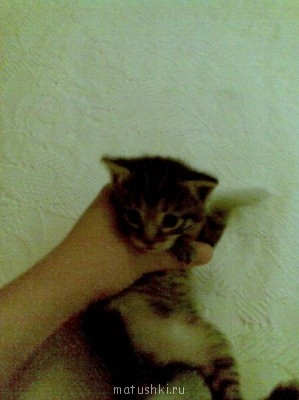 Кто там любит кошек? - Imagen009.jpg