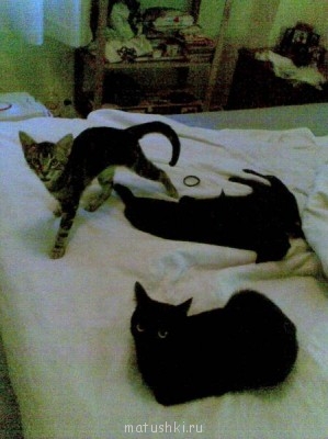 Кто там любит кошек? - Imagen014.jpg