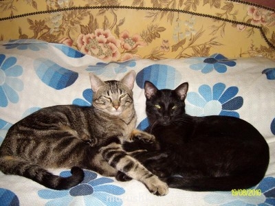 Кто там любит кошек? - ALIM2529.JPG