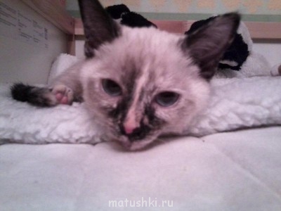 Кто там любит кошек? - Фото0744.jpg