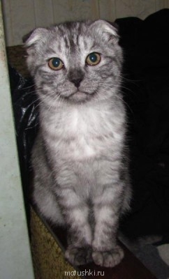 Кто там любит кошек? - IMG_9911.JPG