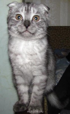 Кто там любит кошек? - IMG_9917.JPG