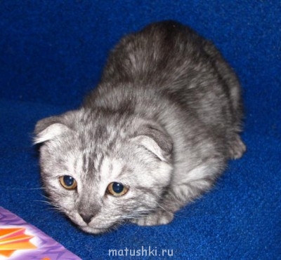 Кто там любит кошек? - IMG_9922.JPG