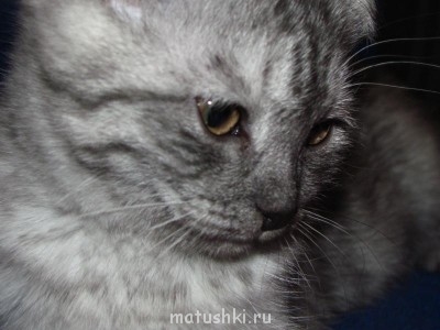 Кто там любит кошек? - IMG_9924.JPG