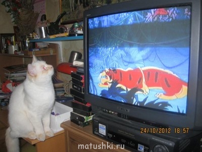 Кто там любит кошек? - IMG_4471.JPG