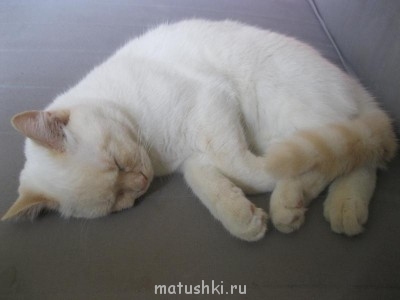 Кто там любит кошек? - IMG_4477.JPG