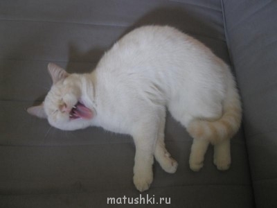 Кто там любит кошек? - IMG_4479.JPG