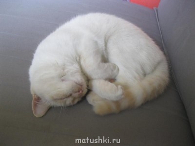 Кто там любит кошек? - IMG_4483.JPG