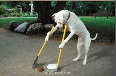 Они прекрасны и удивительны Из жизни животных. - собак убирает за собой.jpg