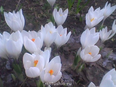 Наша дача - крокусы.jpg