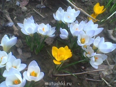 Наша дача - крокусы2.jpg