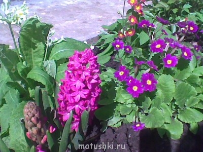 Наша дача - геоцинты.jpg