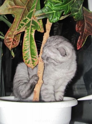 Кто там любит кошек? - IMG_0050.JPG