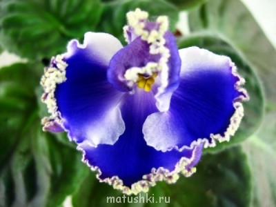 С кем или чем мы ассоциируем друг друга? - 8ee107fb8e11fa27c5eb0c84c03d7dff_L.jpg