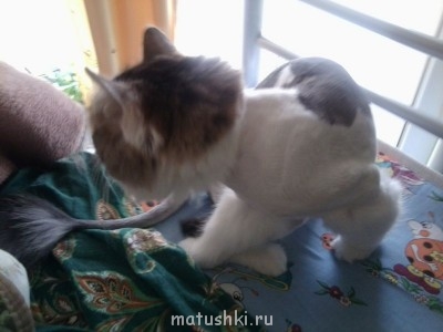 Кто там любит кошек? - Фото0515.jpg