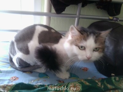 Кто там любит кошек? - Фото0517.jpg