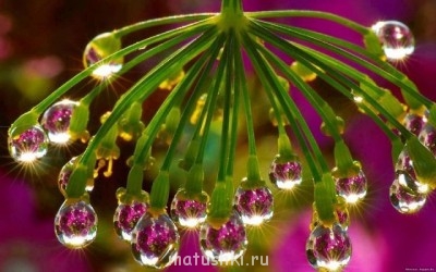 ПРО аватарки обсуждение -2 - капельки.jpg