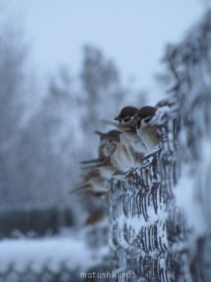Они прекрасны и удивительны Из жизни животных. - IMG_3465.JPG