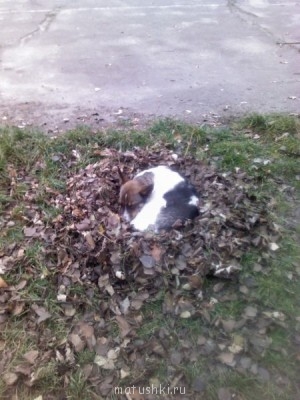 Они прекрасны и удивительны Из жизни животных. - IMG_20121128_152533.jpg