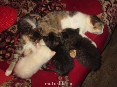 Кто там любит кошек? - IMG_1080.JPG