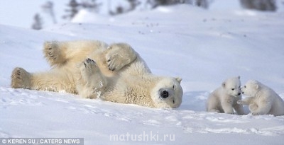 Они прекрасны и удивительны Из жизни животных. - zabavniemedvejata-8.jpg