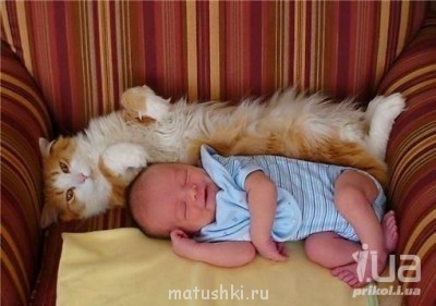 Кто там любит кошек? - 548556_6.jpg