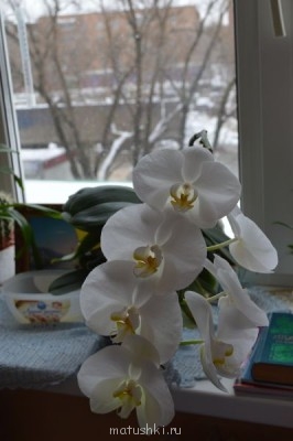 Орхидеи. - DSC_1888.JPG