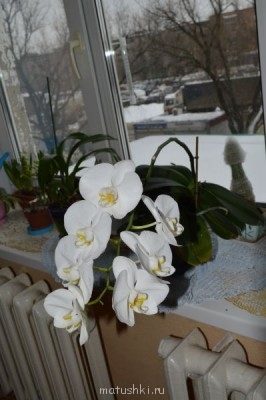 Орхидеи. - DSC_1890.JPG