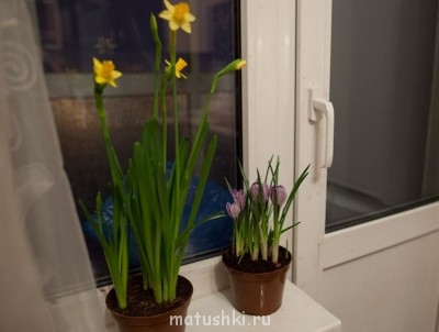 Наши цветы 2 - IMG_9985.jpg