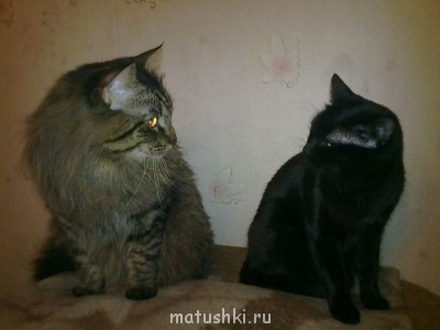 Кто там любит кошек? - Изображение 055.jpg