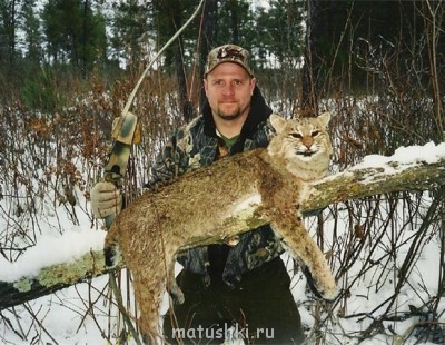 Они прекрасны и удивительны Из жизни животных. - bobcat2.jpg