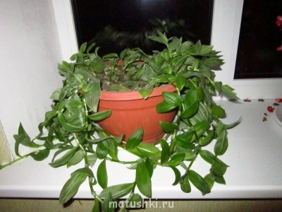 Наши цветы 2 - IMG_1261.JPG