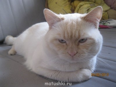 Кто там любит кошек? - IMG_5122.JPG