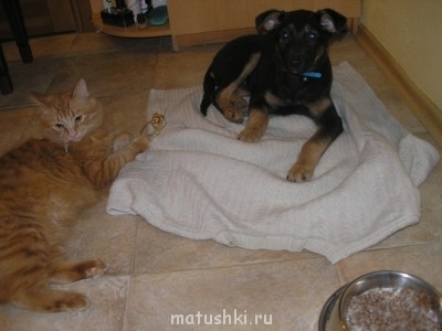 Кто там любит кошек? - 8_N6sXzaeD0.jpg