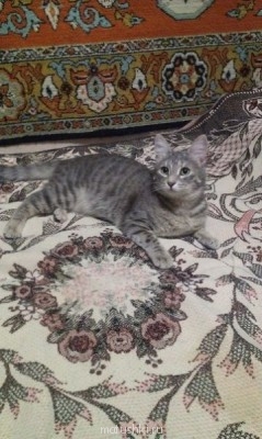 Кто там любит кошек? - UBrHn6uIuKA.jpg