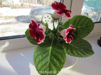 Наши цветы 2 - IMG_1266.JPG