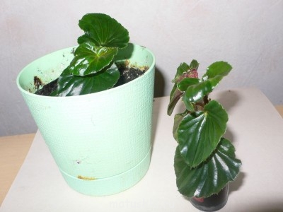 Наши цветы 2 - P1060764.JPG