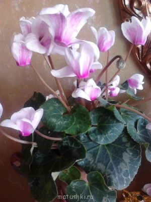 Наши цветы 2 - IMG122.jpg