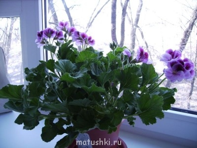 Пеларгония