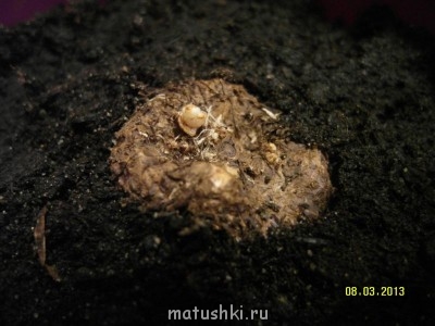 Наши цветы 2 - SAM_1019.JPG