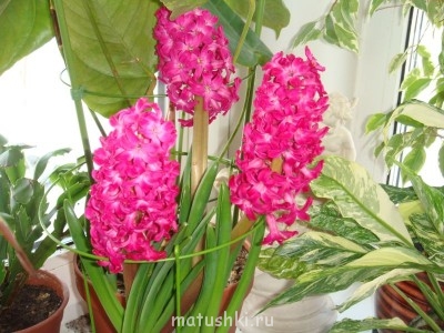 со вспышкой