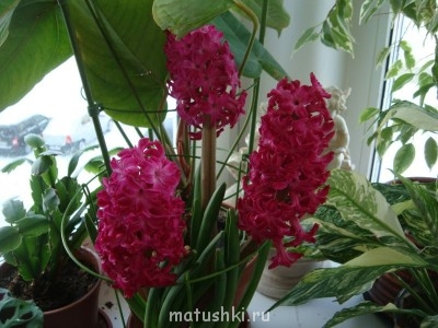 без вспышки