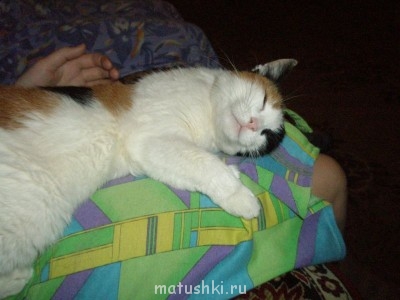 Кто там любит кошек? - P1092065.JPG