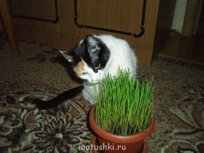 Кто там любит кошек? - P1302068.JPG