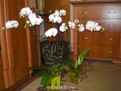 Орхидеи. - P3040248.JPG