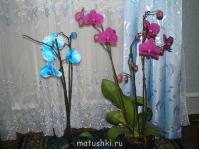 Орхидеи. - P2120169.JPG