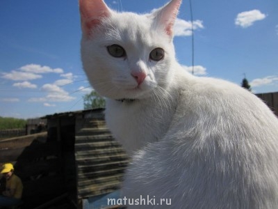 Кто там любит кошек? - IMG_0991.JPG