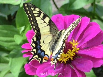 Вот такая простая цинния на грядке привлекла порхающий цветочек)))