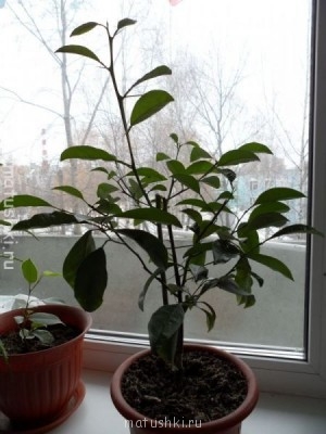 Наши цветы 2 - SAM_0575.JPG